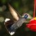 Blue-throated Hummingbird